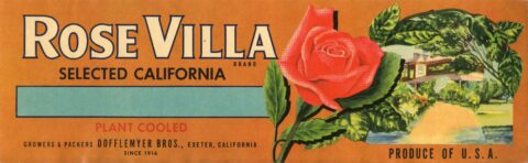 Rose Villa